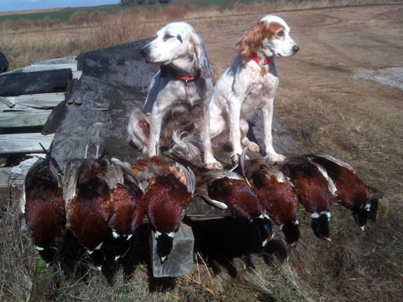 Kansas Pheasant Hunting