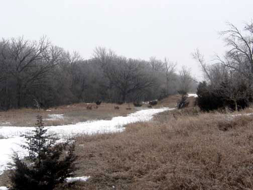 Western Kansas Deer Land