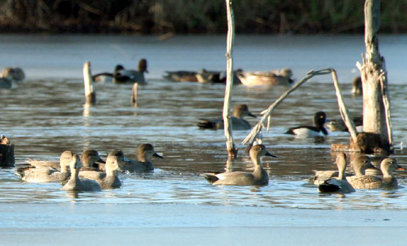 Missouri Wetlands Duck
