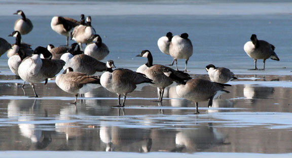 Missouri Wetlands Goose