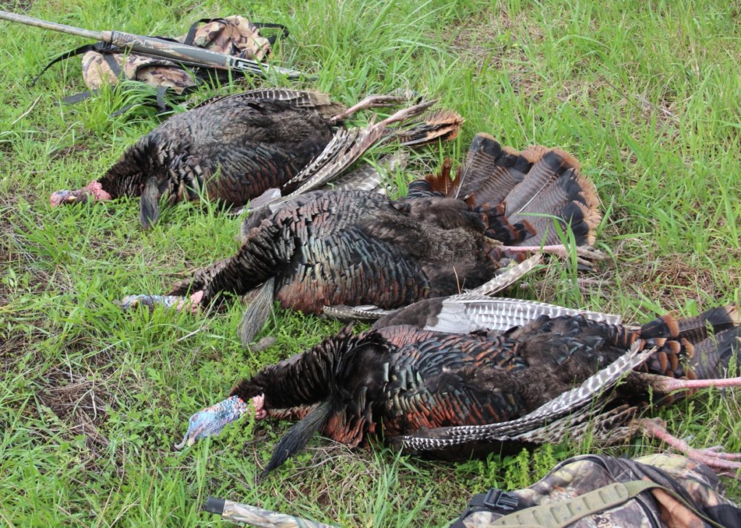 Missouri Turkey Hunting MidAmerica Hunting Association
