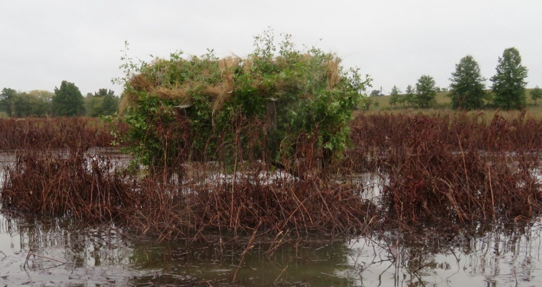 Duck Hunting MidAmerica Hunting Association