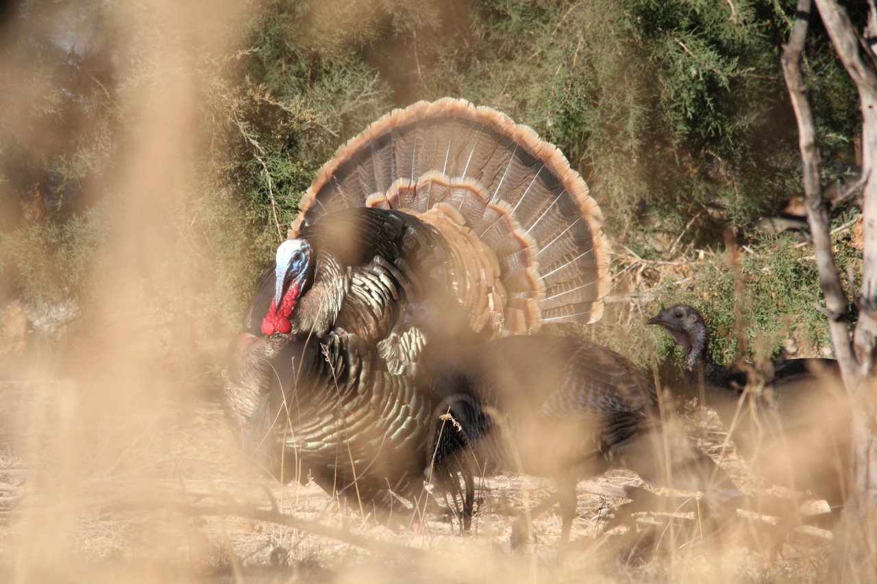 December 27 2021 Update Mid America Hunting Association December 27 2021 Update Mid America Hunting Association