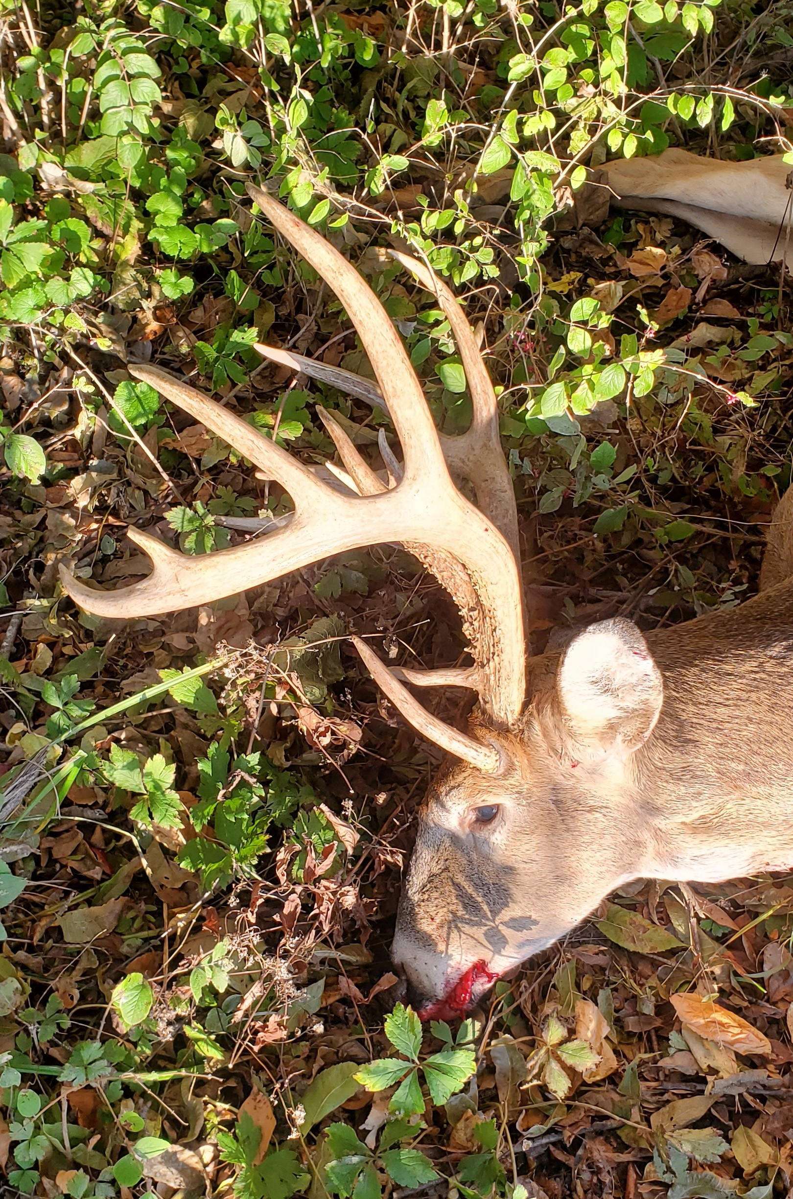 July 18 2022 Update Mid America Hunting Association July 18 2022 Update Mid America Hunting Association